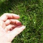 Cruciata pedemontana Yaprak
