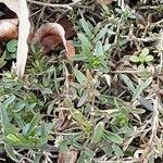 Dianthus deltoides Foglia