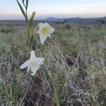Gladiolus gunnisii Blüte