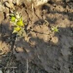 Helianthemum ledifolium Плод