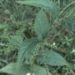 Verbena urticifolia Лист