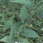 Verbena urticifolia Листок