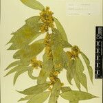 Symplocos theifolia 其他