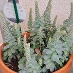 Orostachys malacophylla Blatt