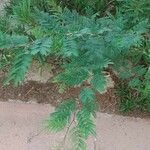 Albizia brevifolia Лист