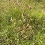 Themeda triandra Levél