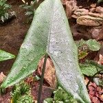 Alocasia zebrina Leaf