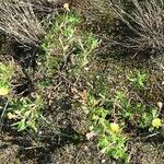 Oenothera laciniata आदत