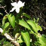 Thunbergia hastata Flower