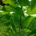 Gymnocladus dioicus Blatt