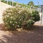 Nerium oleander ᱥᱟᱠᱟᱢ