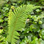 Polystichum setiferum Blad