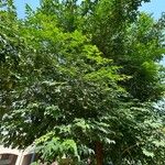 Millingtonia hortensis Hoja