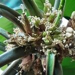 Euphorbia leuconeura 花