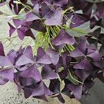 Oxalis latifolia Hostoa