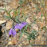 Solanum umbelliferum 整株植物