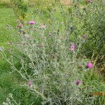 Cirsium vulgareList