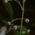 Miconia rubescens Drugo