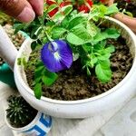 Clitoria ternateaЦвят