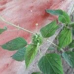 Acalypha aristata Flower