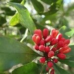 Pittosporum coccineum Fruchs