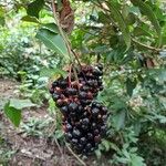 Ardisia compressa Fruit