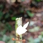 Schefflerodendron adenopetalum Blomst