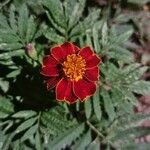 Tagetes patulaFloare