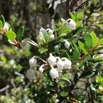 Gaultheria mucronata Outro