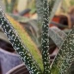 Gasteria carinataFulla