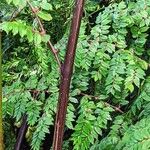 Begonia foliosa Bark