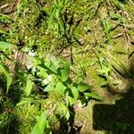 Houstonia purpurea Kwiat