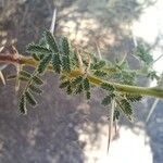 Vachellia tortilis 叶