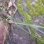 Bulbophyllum calyptratum Liść