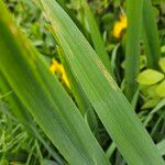 Iris pseudacorus Blad