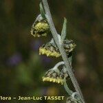 Artemisia atrata 花