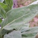 Verbascum densiflorum Blatt