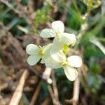 Biscutella auriculata 花