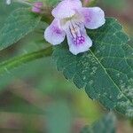 Galeopsis tetrahit Flor