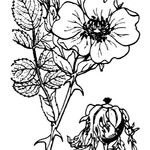 Rosa obtusifolia অন্যান্য