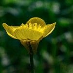 Ranunculus repensFlower