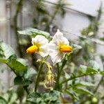 Solanum chacoense Blüte