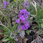 Verbena canadensis Žiedas