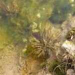 Myriophyllum spicatum Blatt