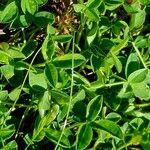 Trifolium thalii পাতা