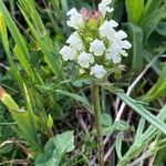 Prunella laciniata Blad