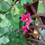 Clematis texensis Flower