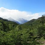 Nothofagus pumilio Habitat