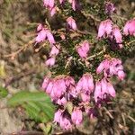 Erica australis फूल