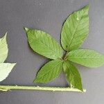 Rubus pallidus Leaf